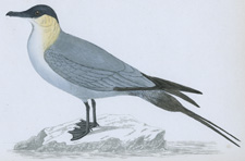 BUFFON'S SKUA