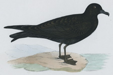 BULWERS PETREL