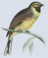 CIRL BUNTING