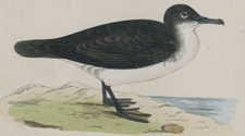 DUSKY PETREL