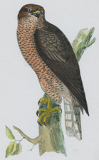 GOSHAWK