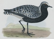 GREY PLOVER