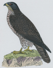 HONEY BUZZARD [HAWK]