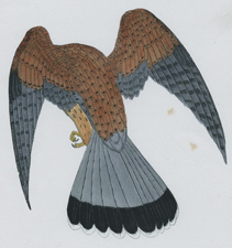 KESTREL