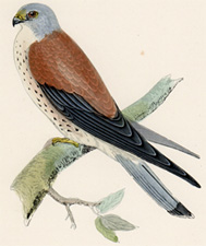 LESSER KESTREL