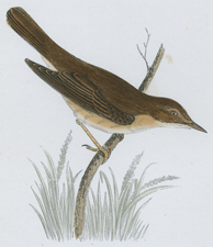 MARSH WARBLER