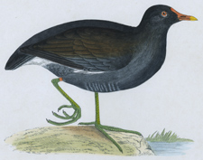 MOOR HEN