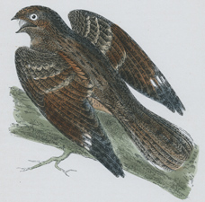 NIGHTJAR