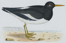 OYSTER-CATCHER