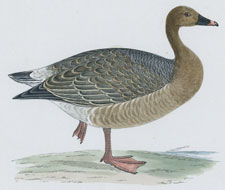 PINK-FOOTED GOOSE