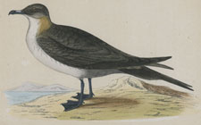 RICHARDSON'S SKUA