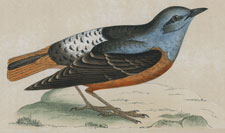 ROCK THRUSH