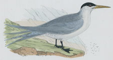 SWIFT TERN