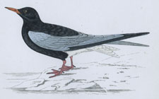 WHITE-WINGED BLACK TERN