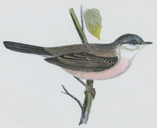 WHITETHROAT