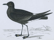 WILSON'S PETREL