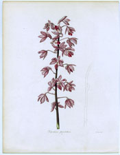 Dipodium punctatum