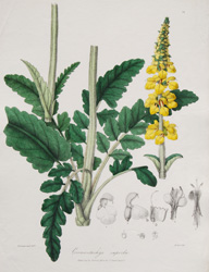 Plate 74: Eremostachys superba