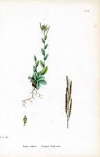 Fringed Rock-cress