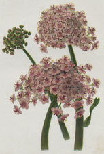 THE GREAT CALIFORNIAN SAXIFRAGE (SAXIFAGA PELTATA)