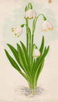 LEUCOJUM VERNUM