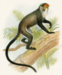 De Brazza's Guenon