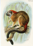 Geoffroy's Tamarin