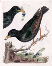 Starling