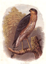 Sparrow Hawk