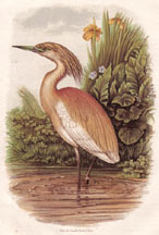 Squacco Heron