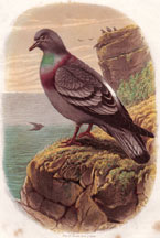 Rock Pigeon