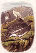 Ptarmigan