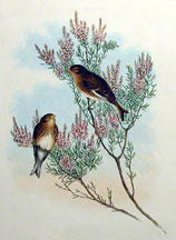 Linota Montium