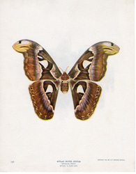 ATLAS MOTH