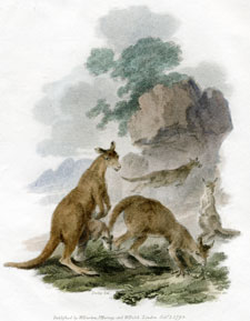 Kanguru [Kangaroo]