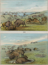 Buffalo in running season