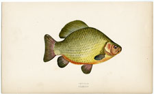 Crucian