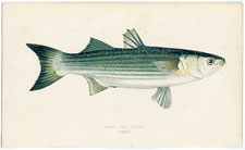 Lesser Grey Mullet