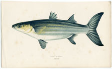 Grey Mullet