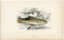 Gudgeon