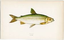 Vendace