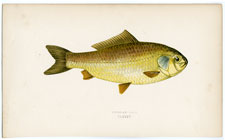 Prussian Carp