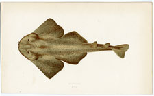 Monkfish