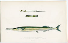 European Halfbeak, Blunt-headed Halfbeak, Skipper