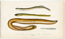 Planer's Lamprey, Mud Lamprey, Borer, Lancelet