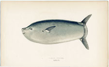 Longer Sunfish