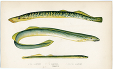 Sea Lamprey, Lampern, Silver Lamprey