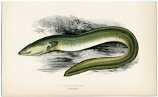 Sharp-nosed Eel