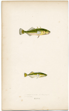 Three-spined Stickleback, Tinker