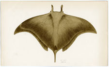 Ox Ray